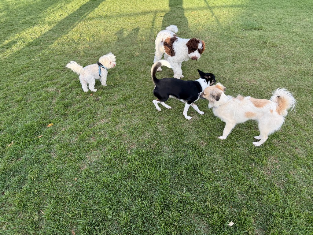 Dogs playing in a park on the green grass
